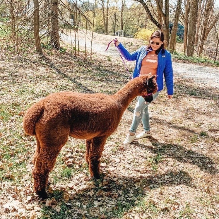 Lilymoore Alpaca and Llama Farm 1