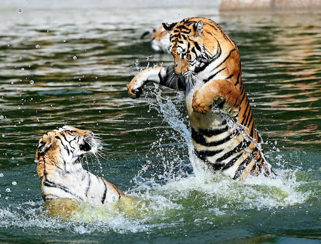 Siberia Tiger Park 2