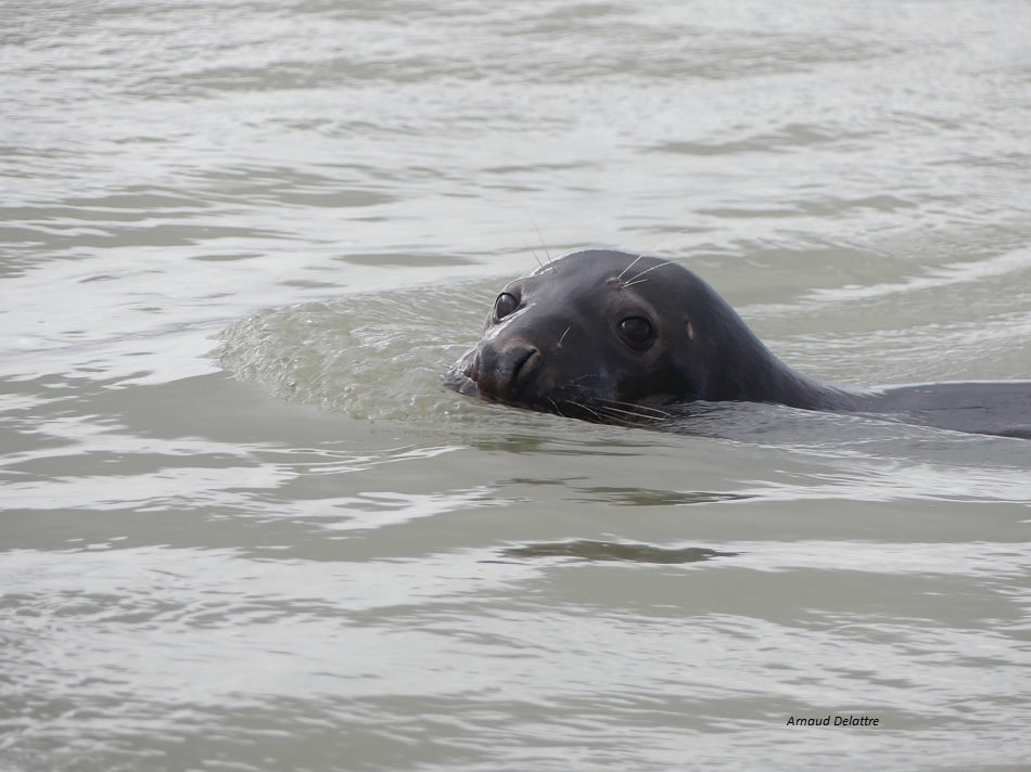 les phoques baie de Somme avec un guide, visites guidées , randonnée dans la baie ! 1