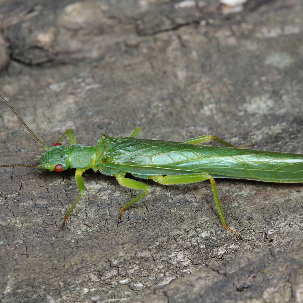 Drop-In Discoveries: Prairie Insects 3