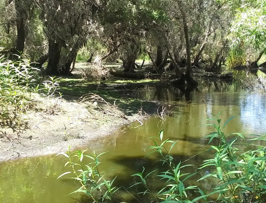 Madrona Marsh Preserve 1