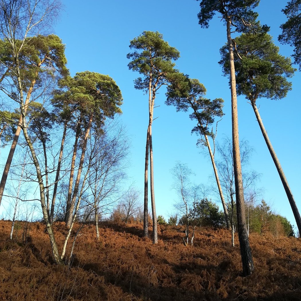 Ermenonville Forest 3