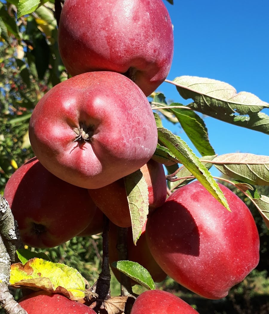 Ognon Le Potager Fleuri 1