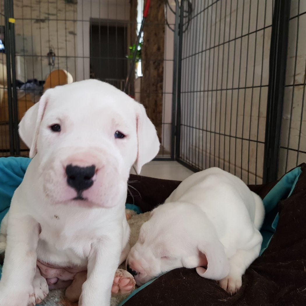Élevage canin et pension canine Del Sueño Latino à Jans (Loire Atlantique 44) 1