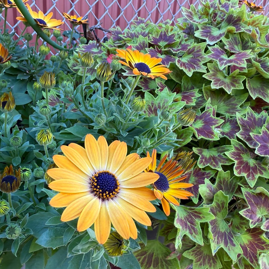 Rivertown Demo Garden 1