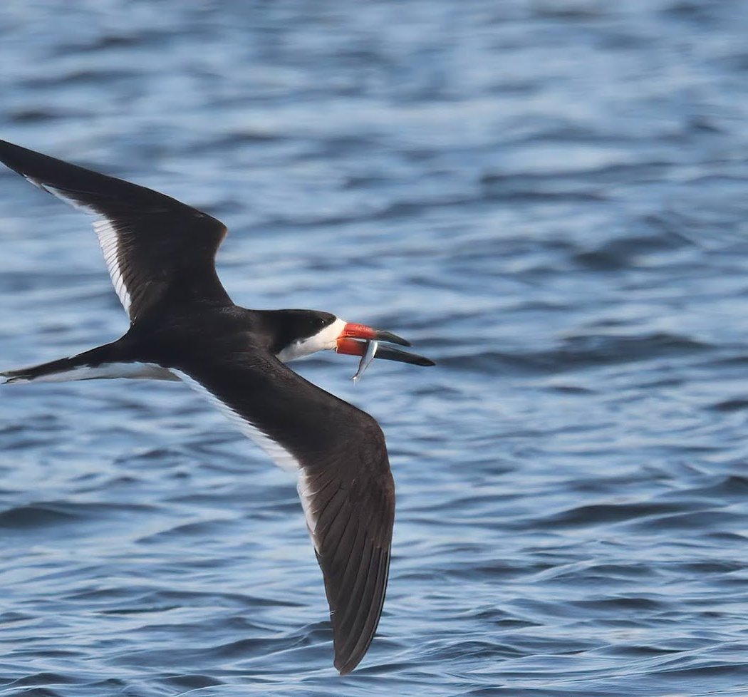 Skimmers at Shoreline 1