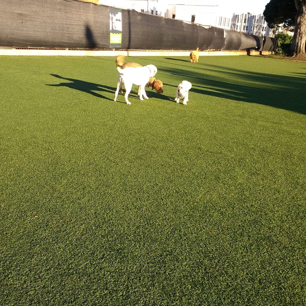 Dog Park | Moscone Park 3