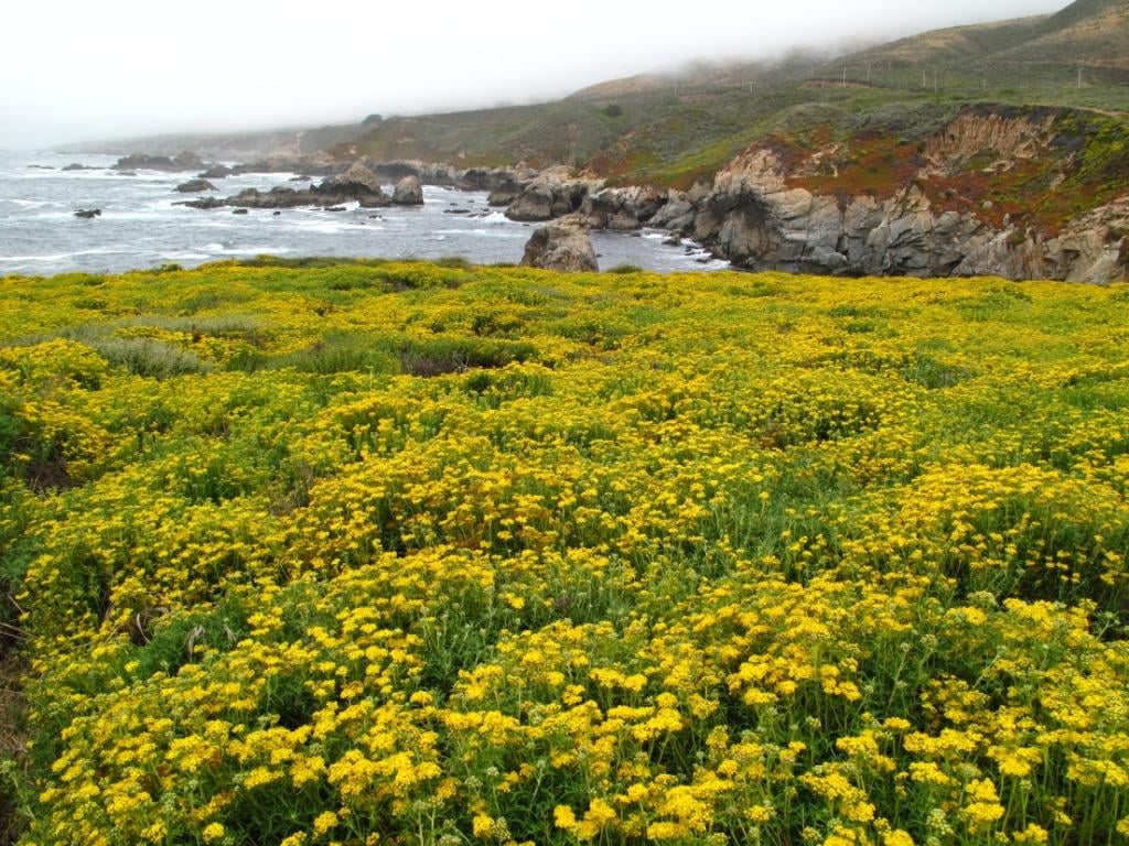 Garrapata State Park 2