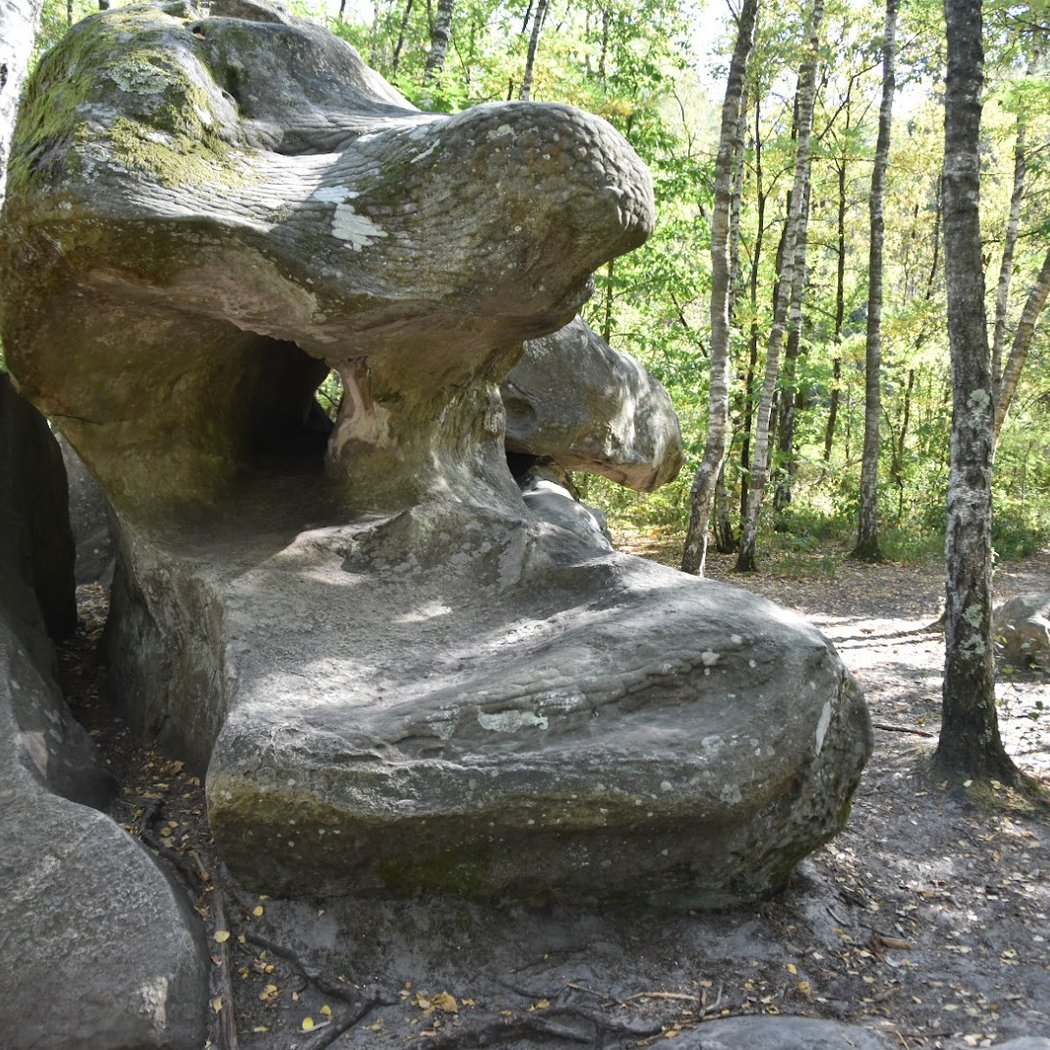 Forêt Domaniale des Trois Pignons 2