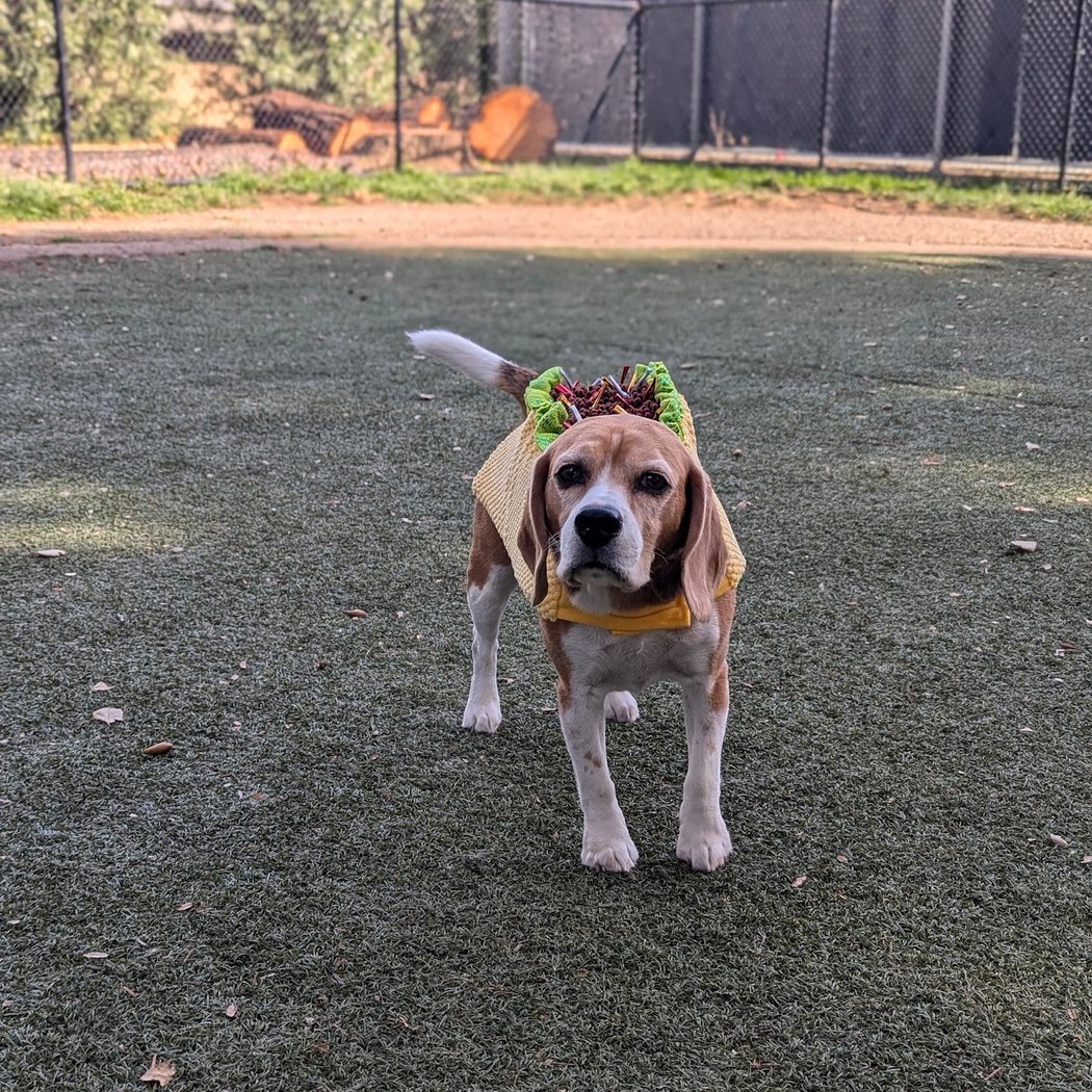 McKenzie Dog Park 1
