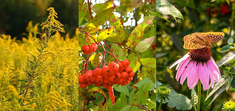 Summer/Fall Bird Walks 2