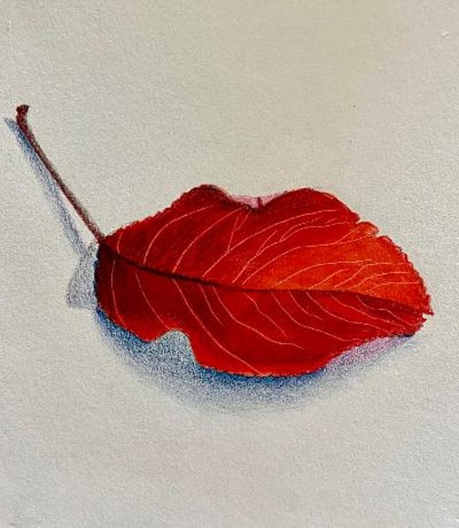 Drawing Nature, Still Life, Landscapes with Afsaneh Michaels 1