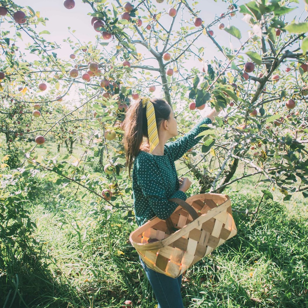 Pick Your Own Apples 1