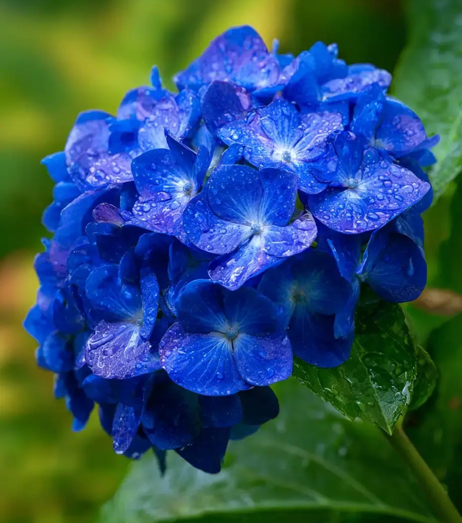 Hydrangea Primer and Guided Walk 1