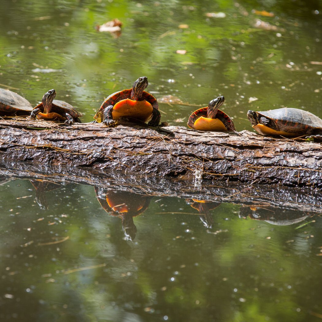 Turtle Trek: Meet and Search for Turtles 2