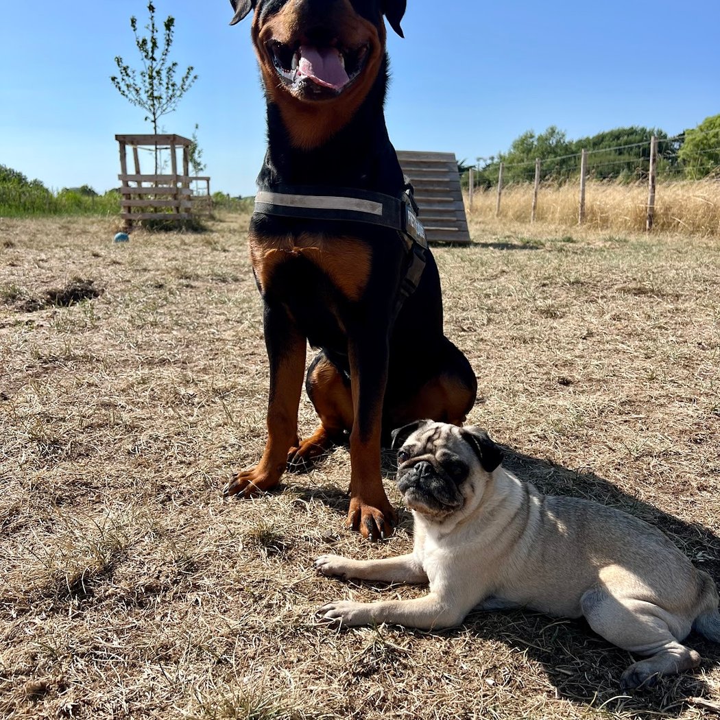 Parc à chien 3