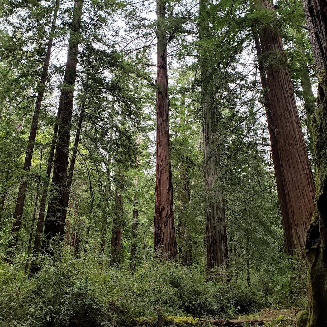 Member Meetup: The Resilience of the Redwoods 3