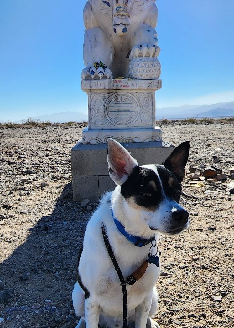 Lion Of Amboy 3