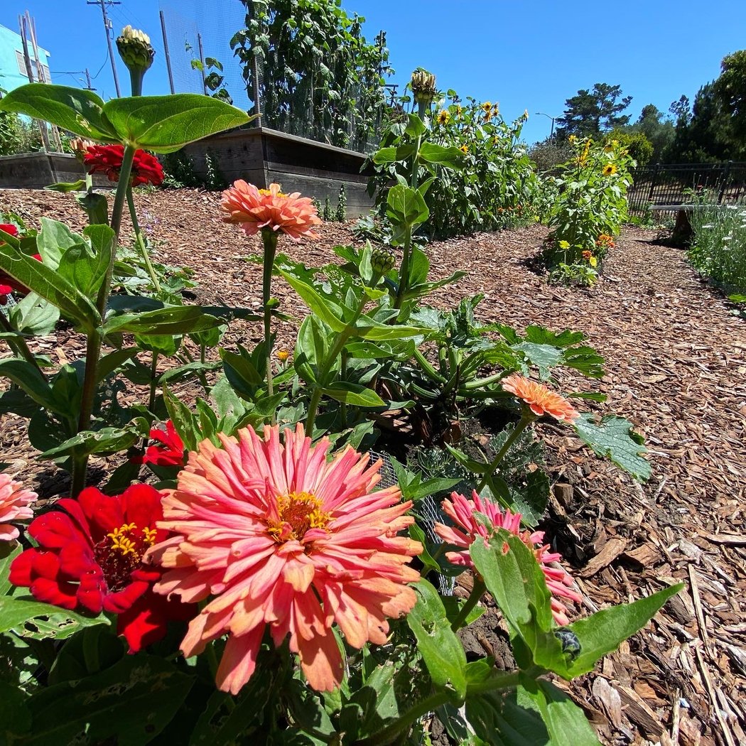 Sisterhood Gardens 3