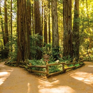 Muir Woods & Sausalito Tour 3