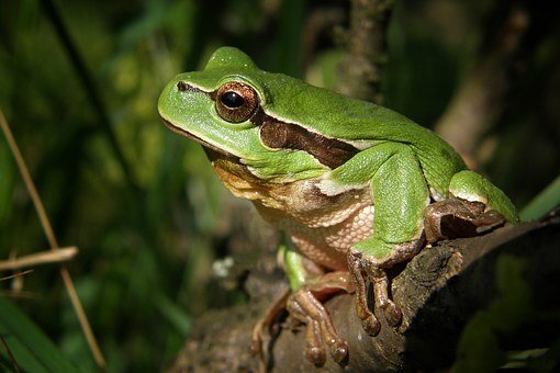 The Secret Language of Pacific Chorus Frogs - Free Community Webinar 1
