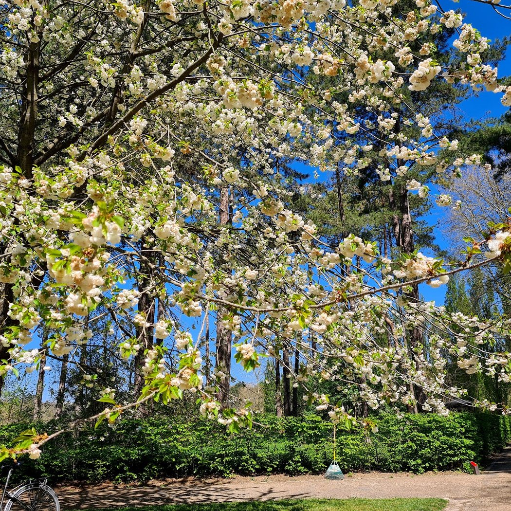 Expo, spectacles, contes… Le domaine de Sceaux célèbre les cerisiers en fleurs 1