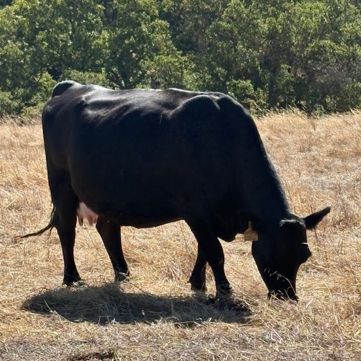 Grazing in the Grove Hike: LARPD’s Cattle Pilot Program 2