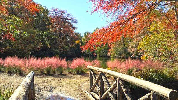 Bayard Cutting Arboretum 1