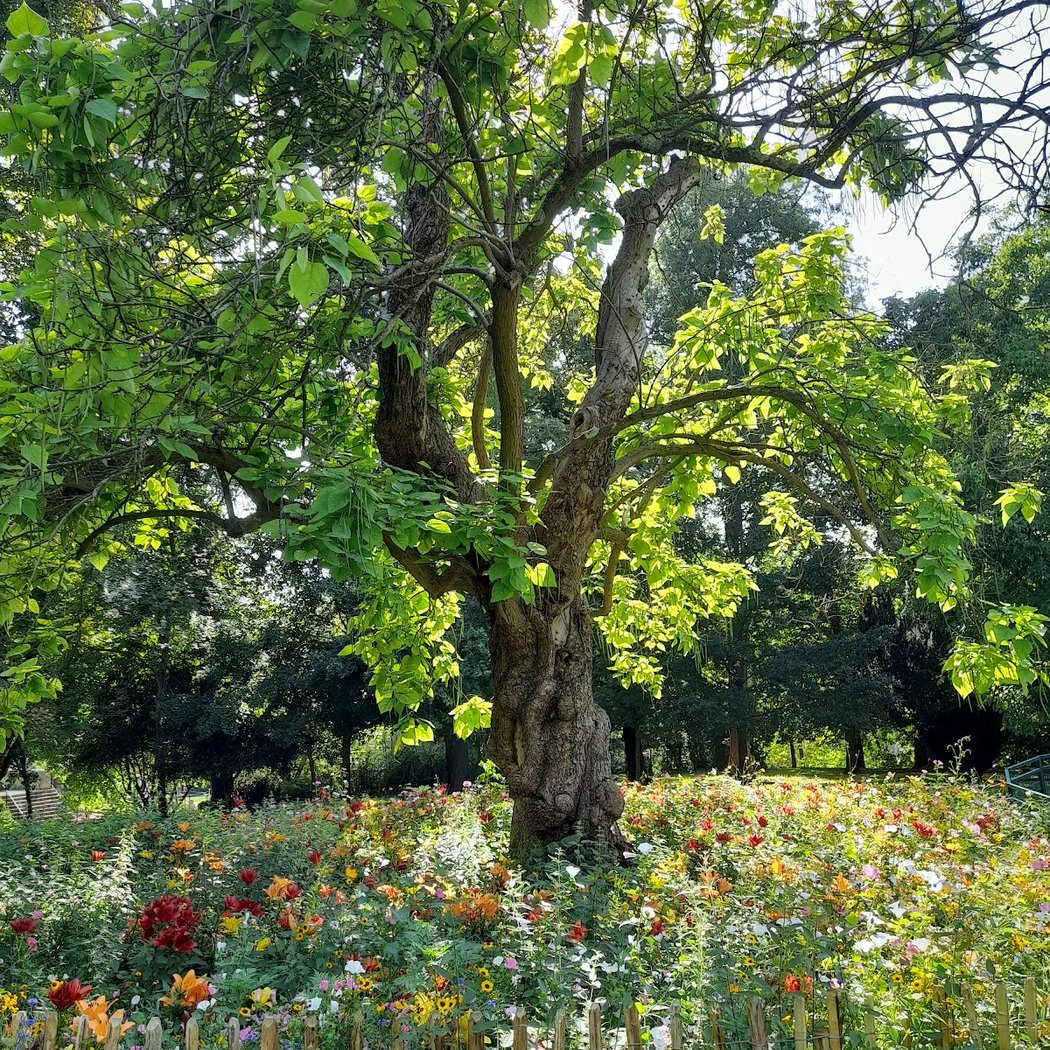 Parc Paumier 1