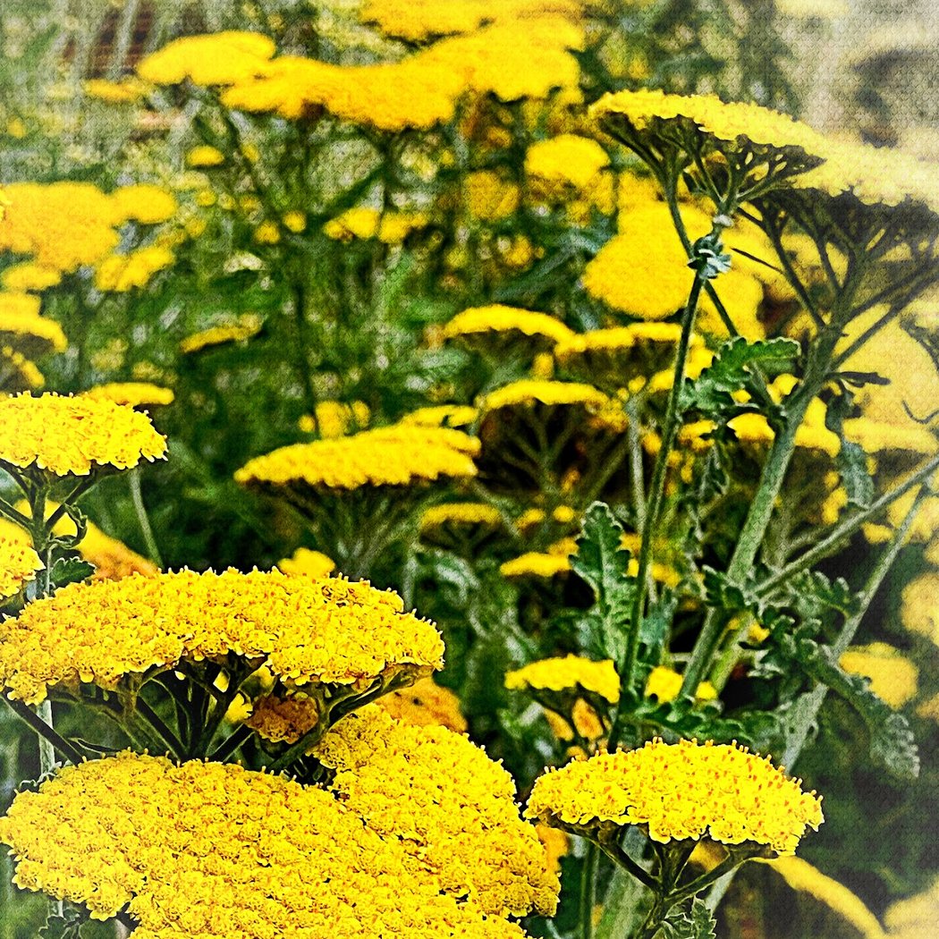 Lamy Garden 3