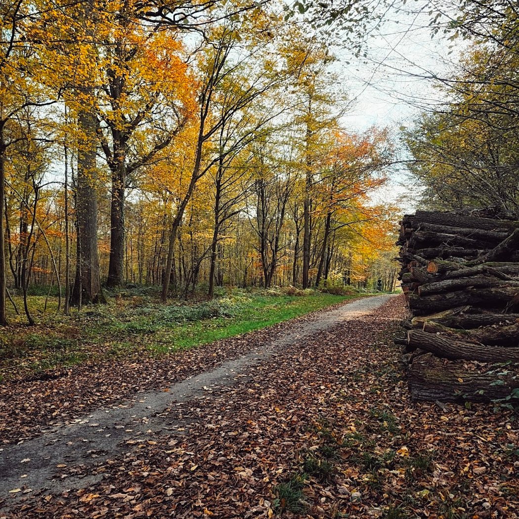 Ermenonville Forest 1