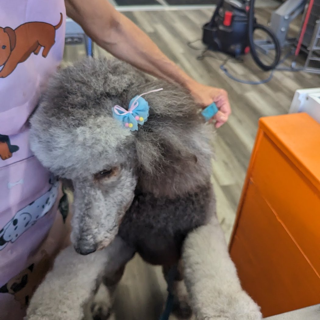 SF Dog Parlour 3