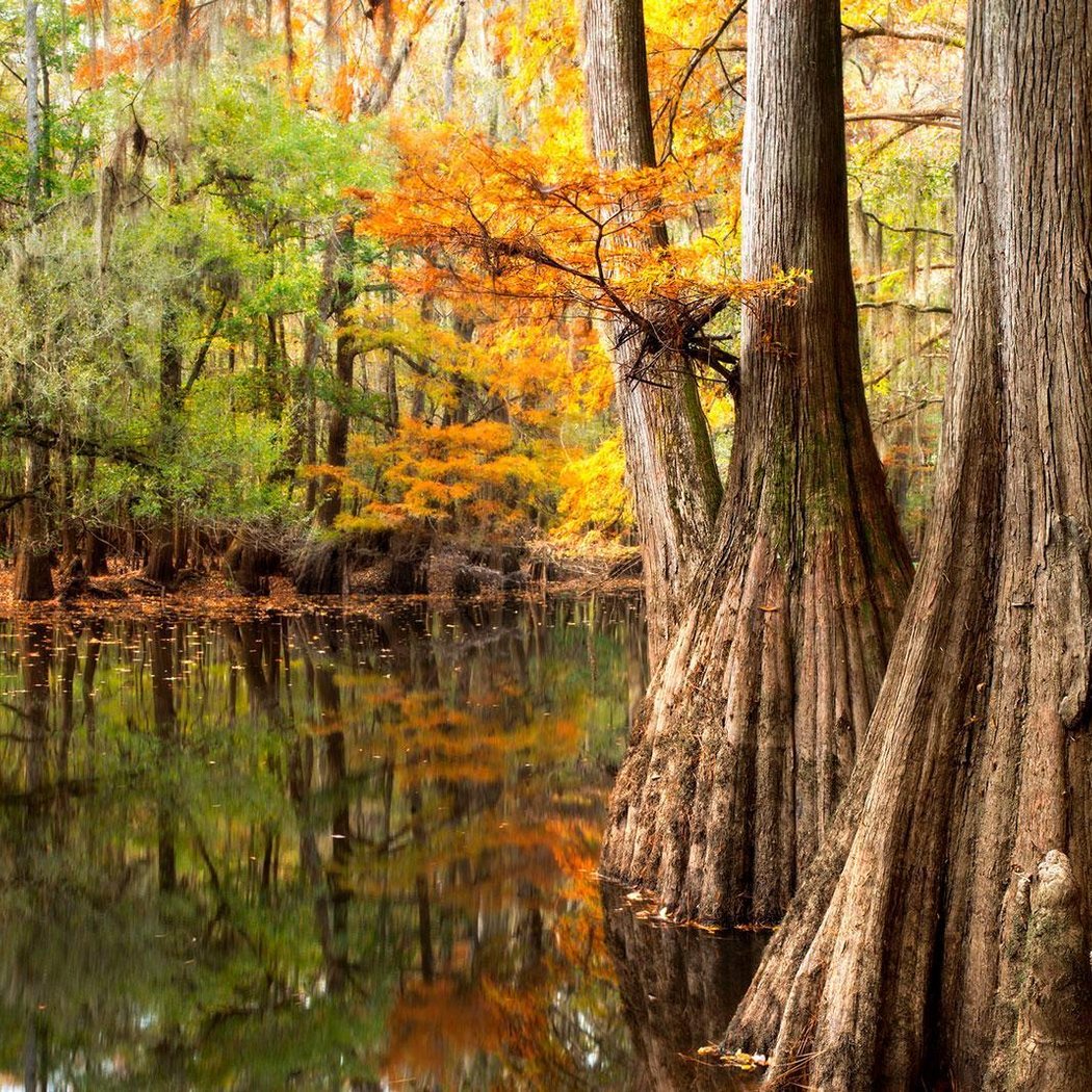 Congaree National Park 3