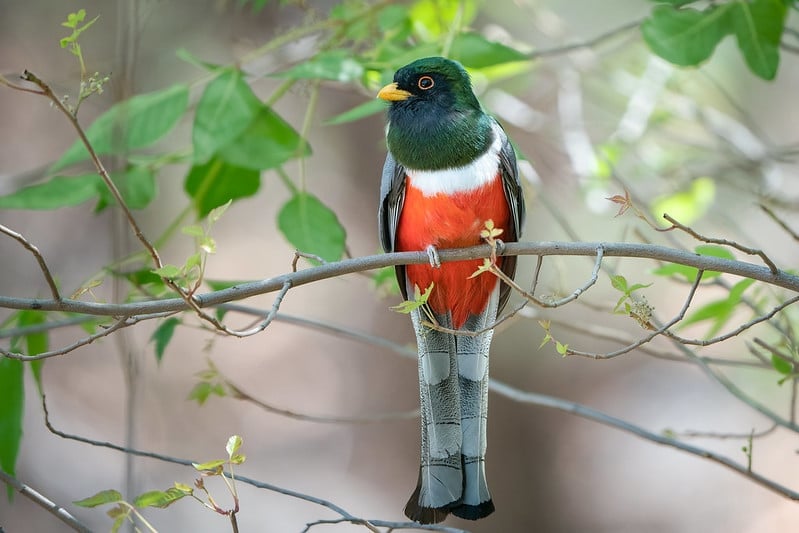 June Beginner Bird Walk 1