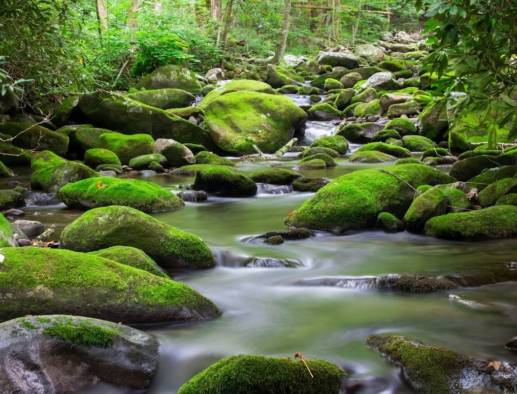 Roaring Fork Motor Nature Trail 1