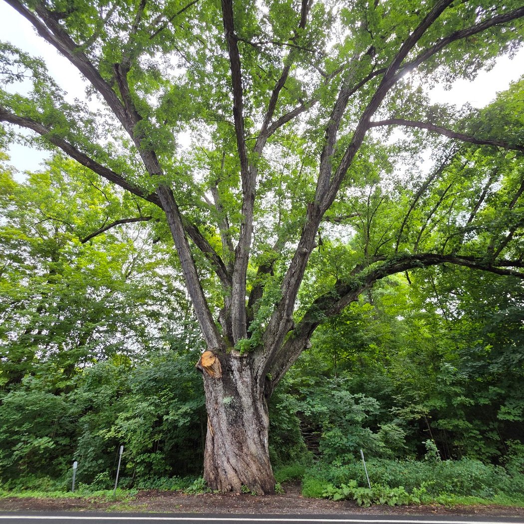 The Dover Oak 1