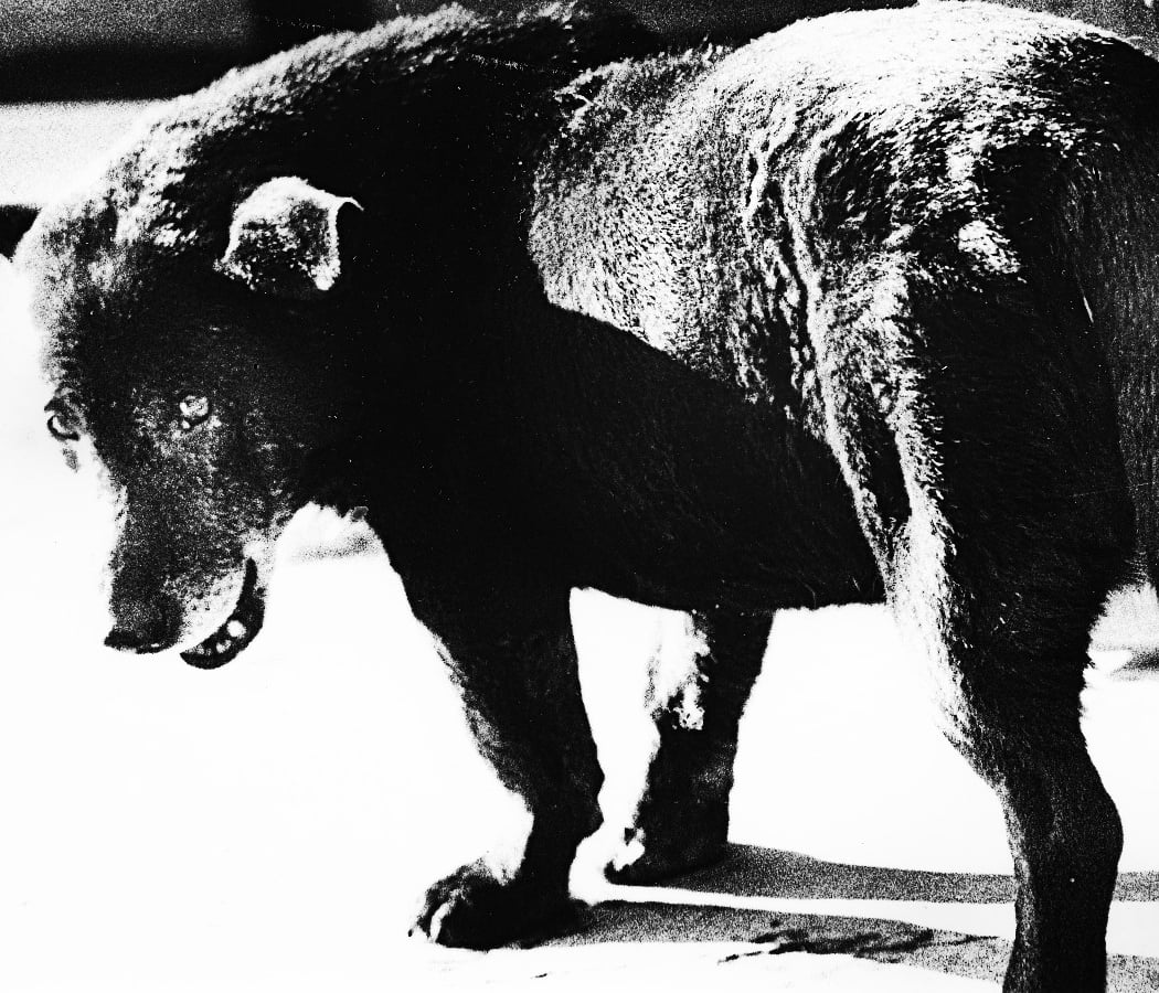 Daido Moriyama, Lettres d'amour à la photographie