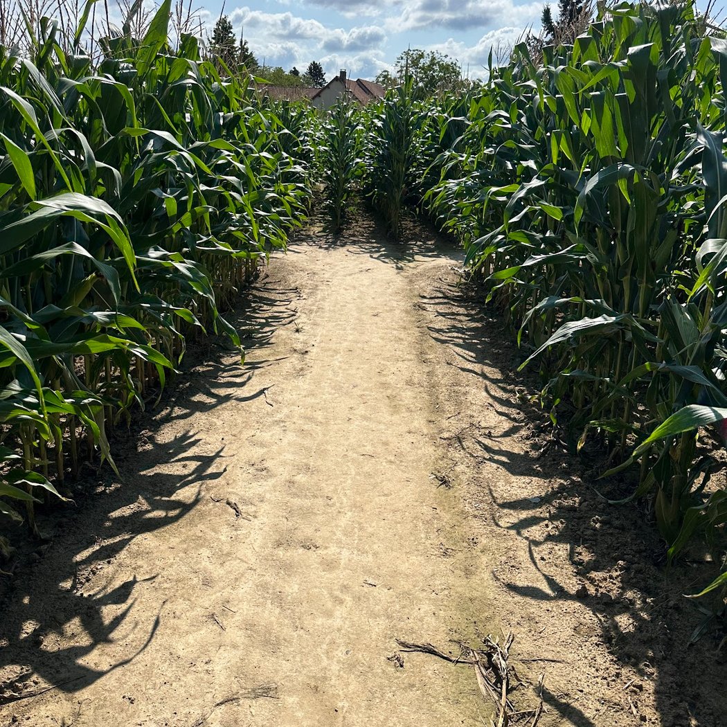 Yvelines - Labyrinthe de maïs - Magny Les Hameaux 3
