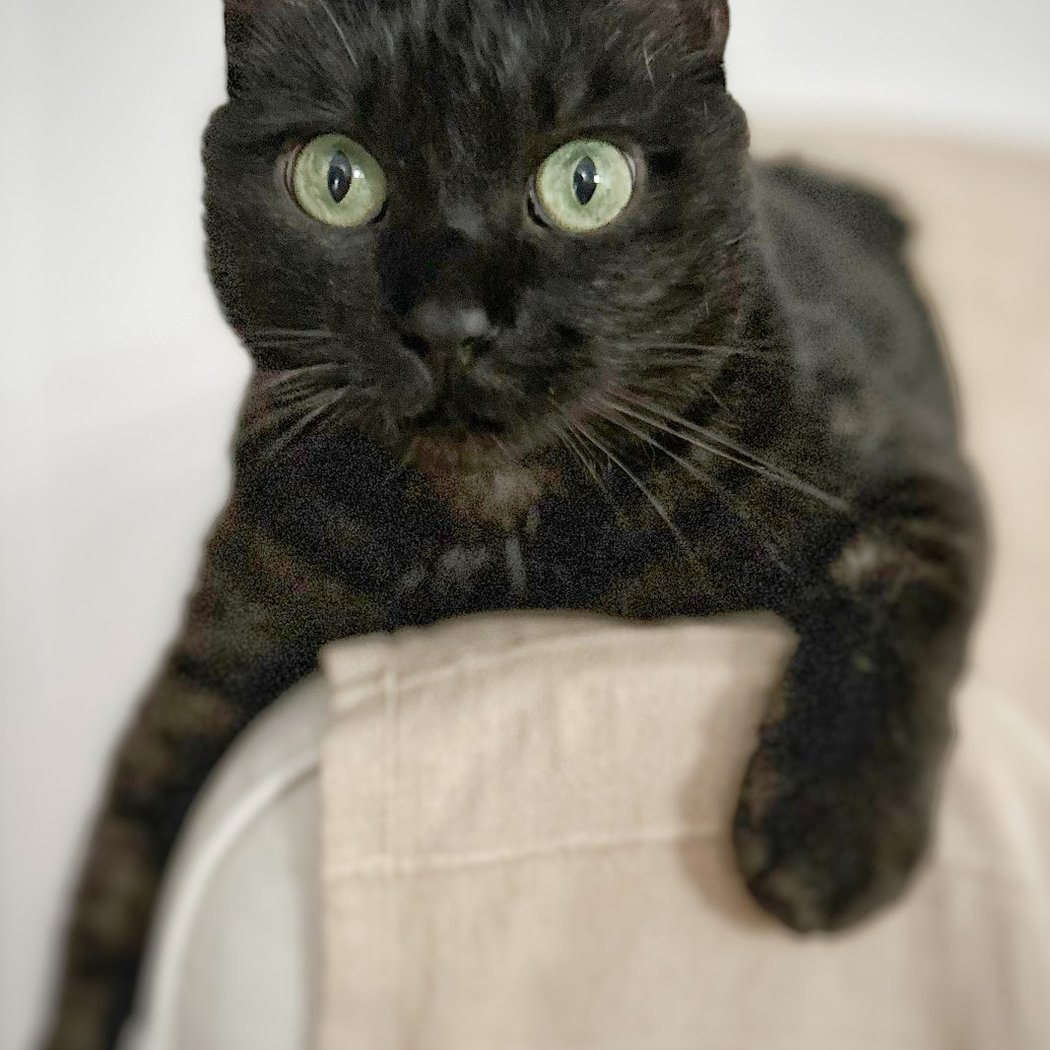 Home Chat Heureux 1