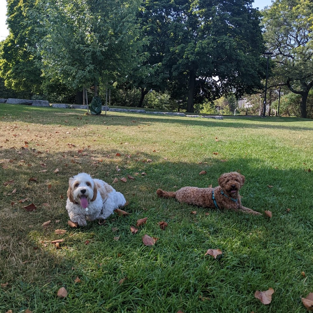 Earlscourt Park Dogs Off-Leash Area 1
