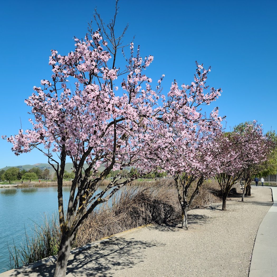 Central Park 1