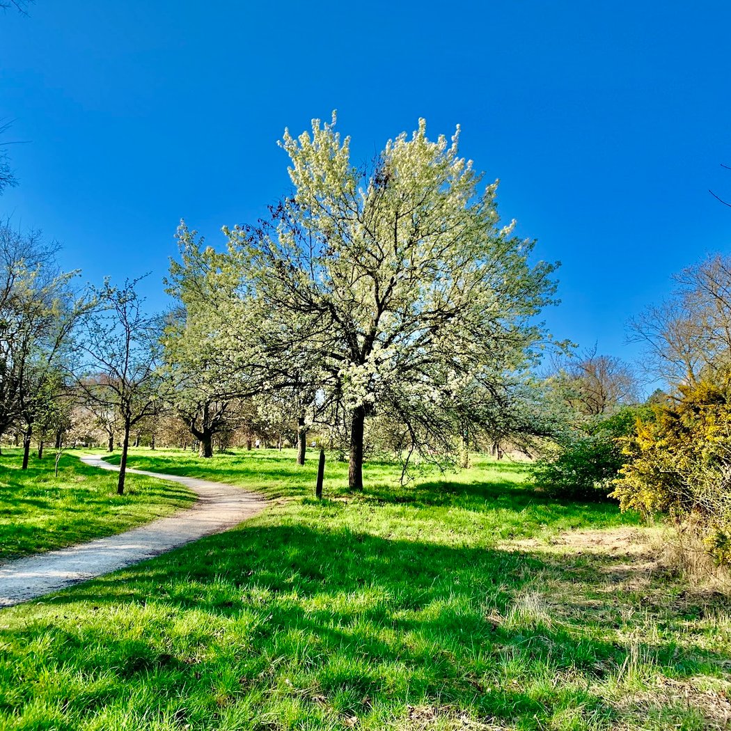 Apprendre à reconnaître les arbres 1