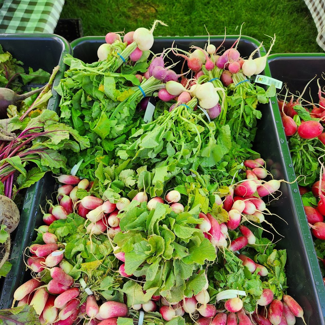Colorado Springs Sunday Market at Acacia Park 3