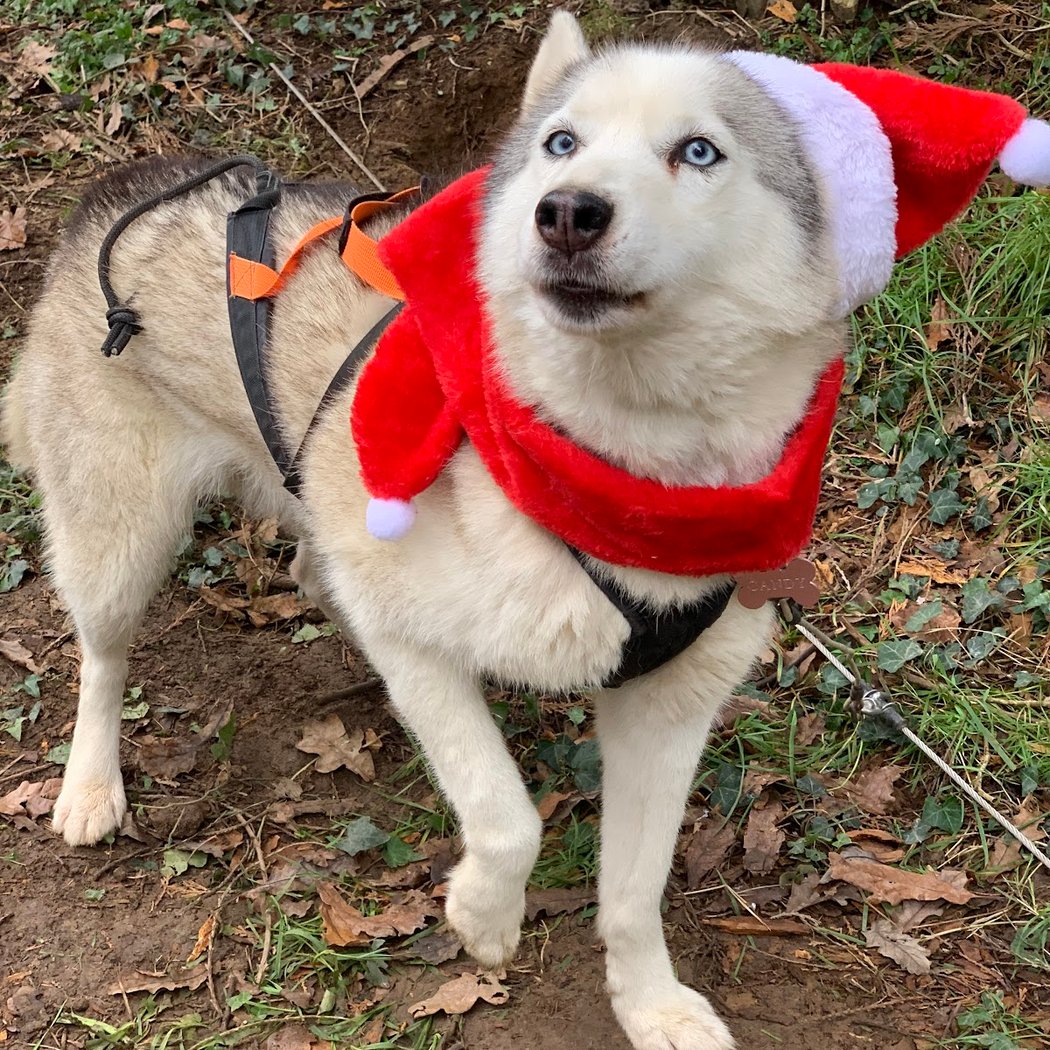 Cani Rando Sibérienne PNCRS35 2