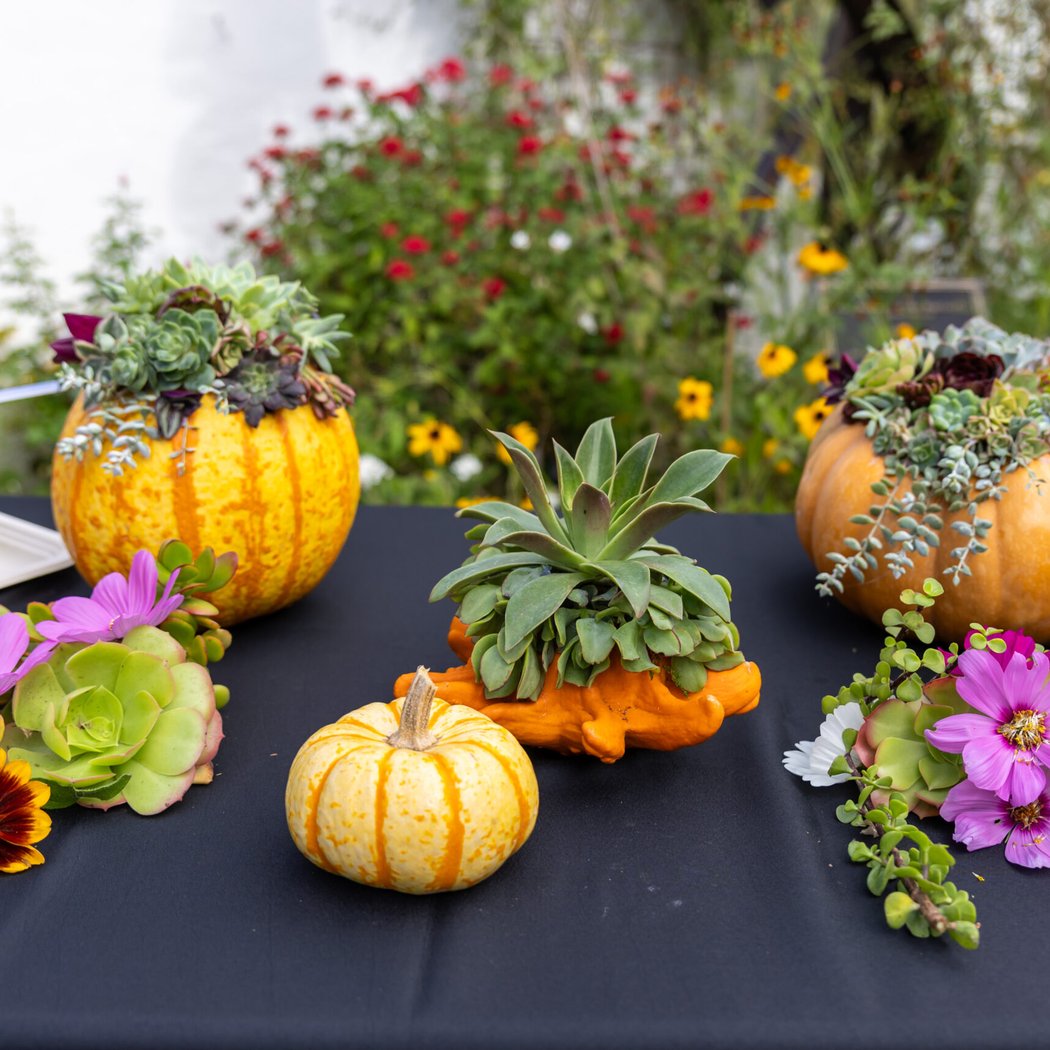 Succulent Pumpkin Workshop 1
