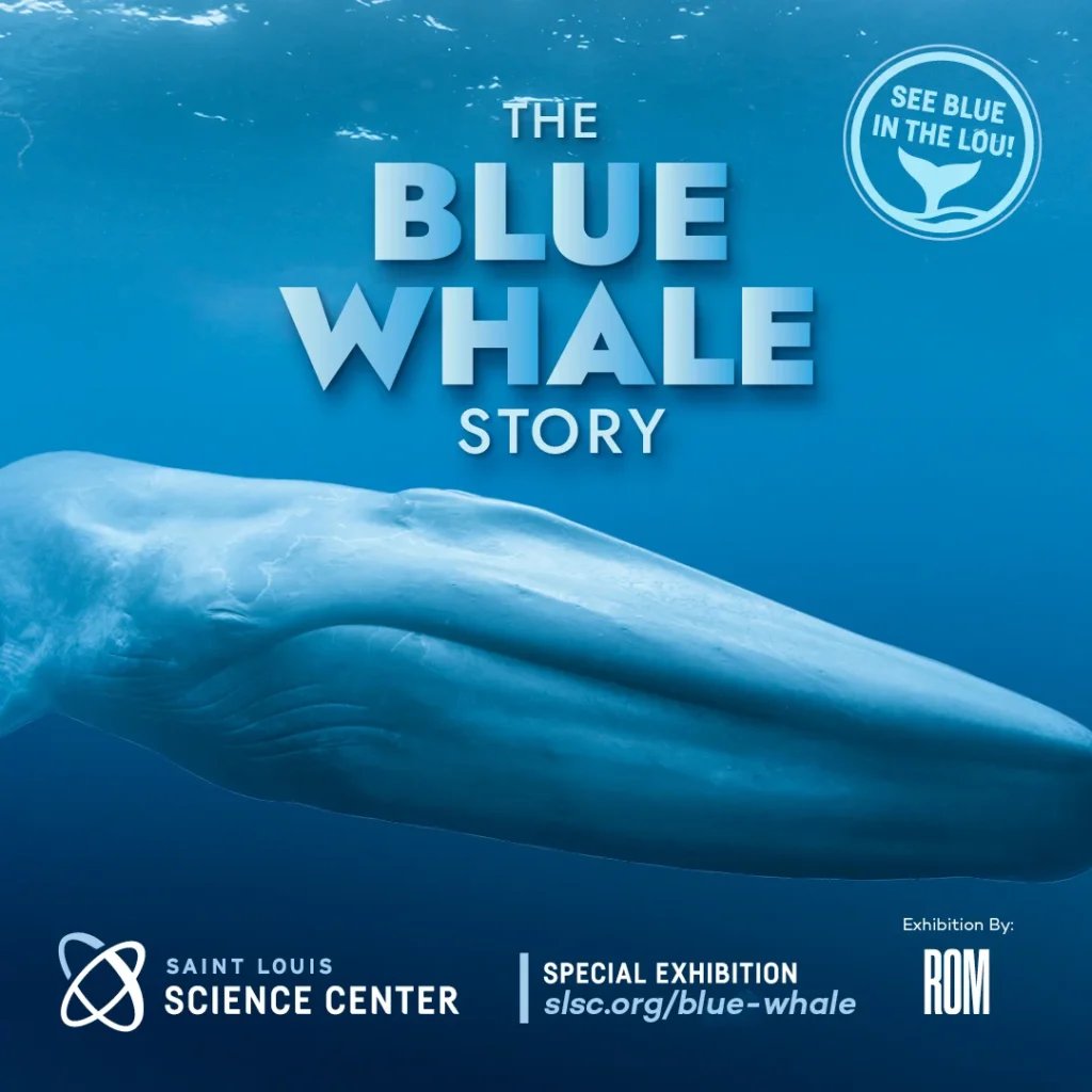 The Blue Whale Story 1