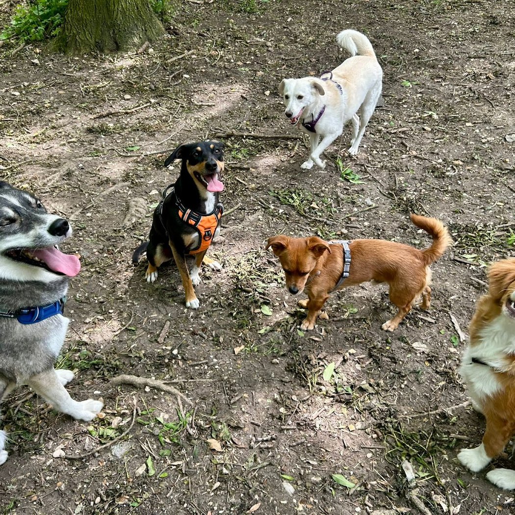 Sincérité Animale Educatrice Comportementaliste chien et chat 1