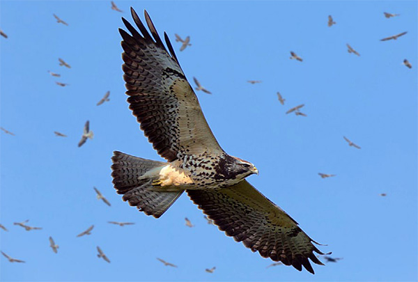Autumn Hawk Migration 4