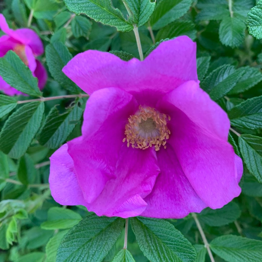 City Nature Challenge: BioBlitz 1