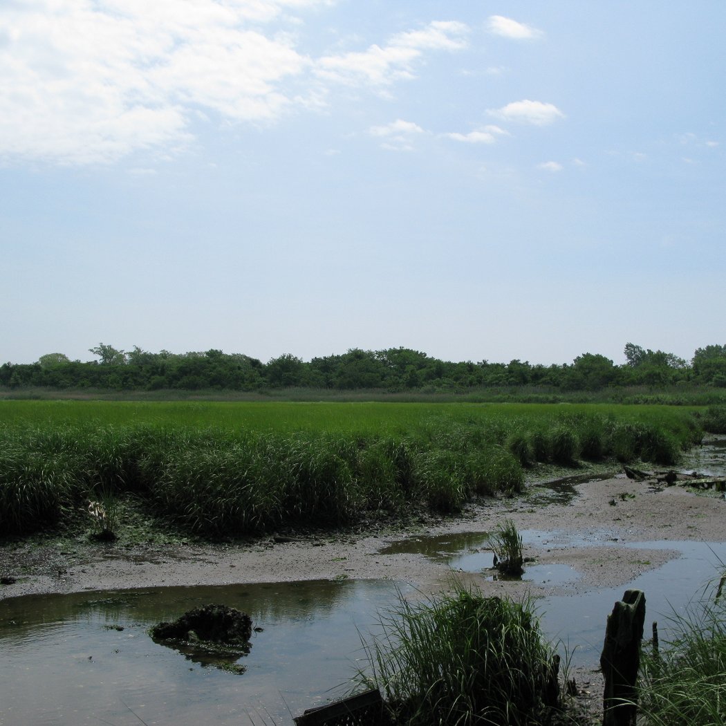 Four Sparrow Marsh 3